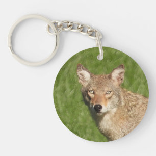 Coyote stäng