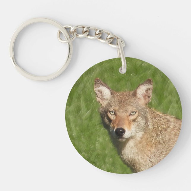 Coyote stäng (Framsidan)