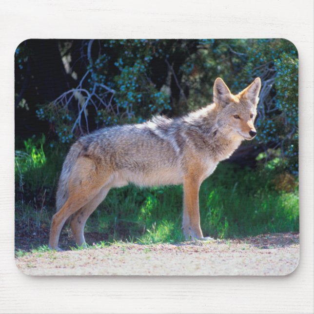 Coyote står längs en väg musmatta (Framsidan)