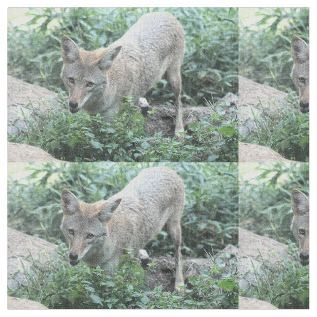 Coyote Tyg (Närbild)