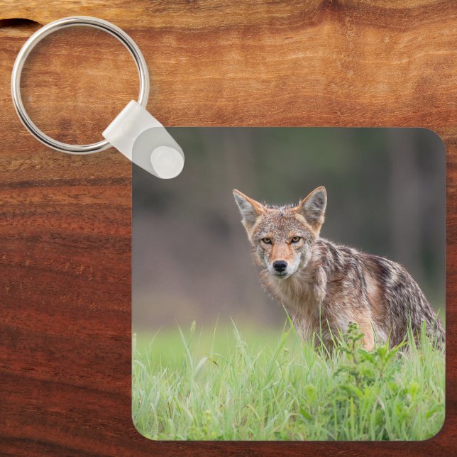 Coyote, Tyst ängs vilda djur Nyckelring (Framsida)