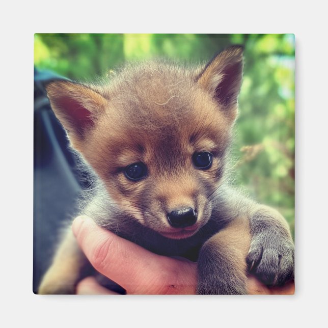Coyote Unge Magnet (Framsidan)