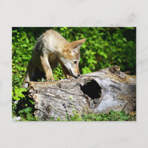 Coyote Valp - Vad finns i loggen? Vykort