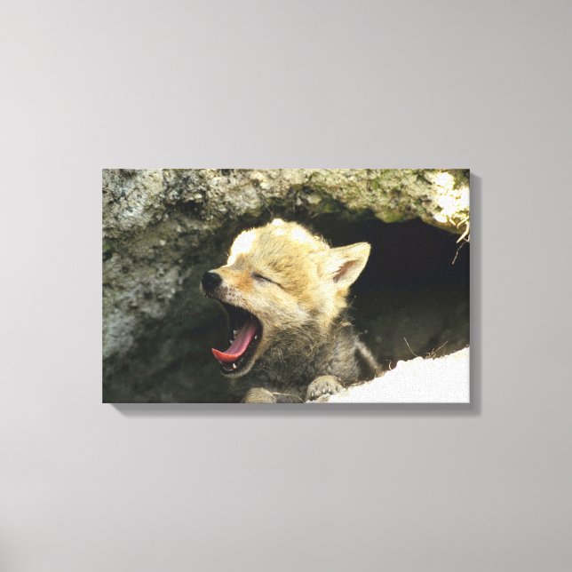 Coyote valp Yawning Canvastryck (Framsida)