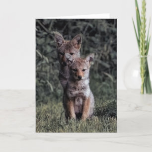 Coyote-Valper - tackkort