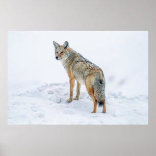 Coyote vid larm i snö poster