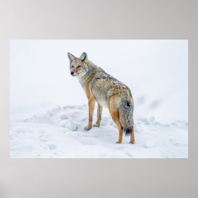 Coyote vid larm i snö poster (Framsidan)