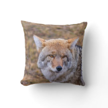 Coyote Vild Hund Pillow