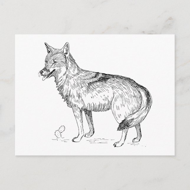 Coyote Vykort (Framsida)
