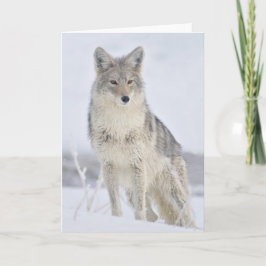 Coyote - Wildlife Photography by Steven Holt Kort