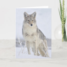 Coyote - Wildlife Photography by Steven Holt Kort