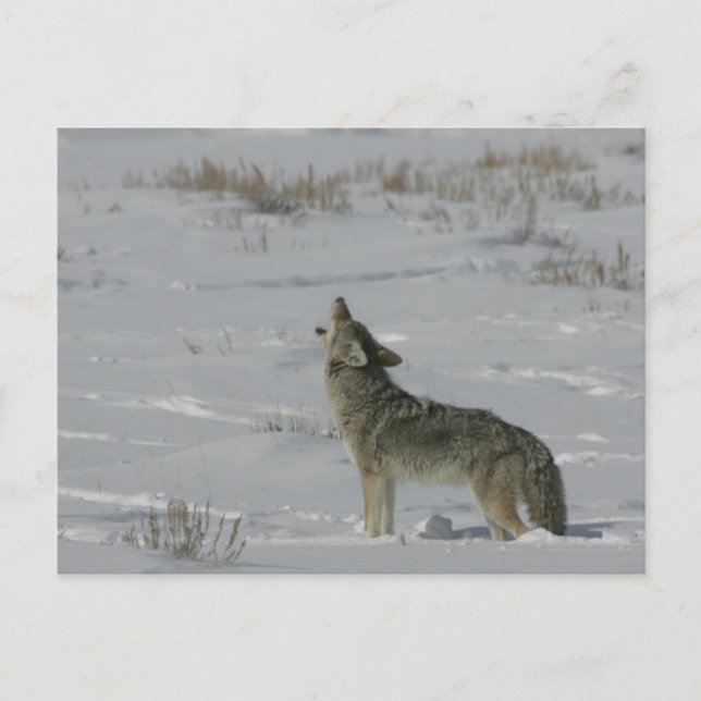 Coyote Wildlife Series # 6-vykort Vykort (Framsida)