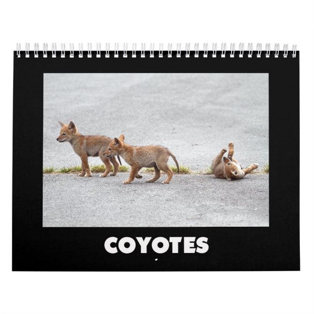 Coyotes Calendar Kalender (Omslag)