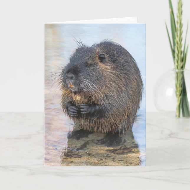 Coypu Sitta i Vatten Kort (Framsida)