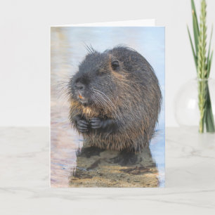 Coypu Sitta i Vatten Kort