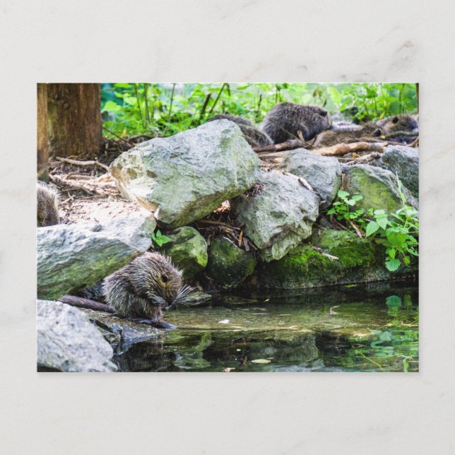 Coypus vykort (Framsida)