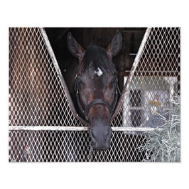 Cozmic One vid Historic Saratoga Fototryck
