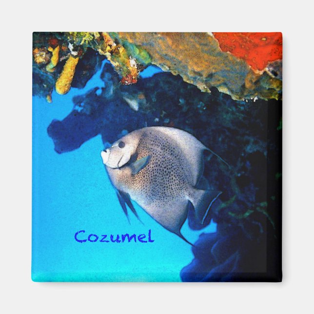 Cozumel Angelfish Magnet (Framsidan)