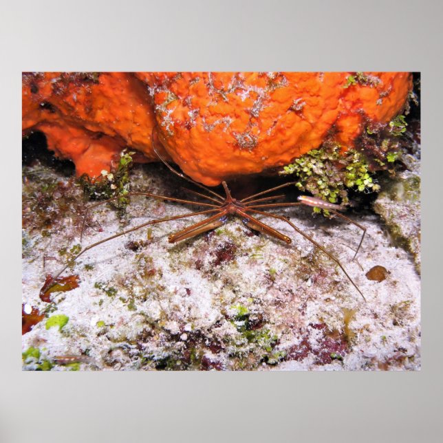 Cozumel Arrow Crab Poster (Framsidan)