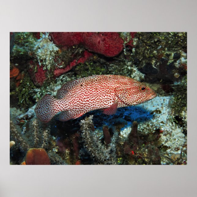 Cozumel Graysby Poster (Framsidan)