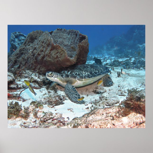 Cozumel Grönt Turtle Poster (Framsidan)