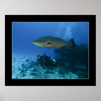 Cozumel - Grouper och Dave Poster