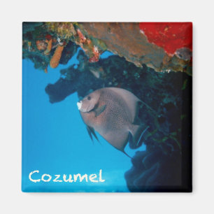 Cozumel havsängel magnet