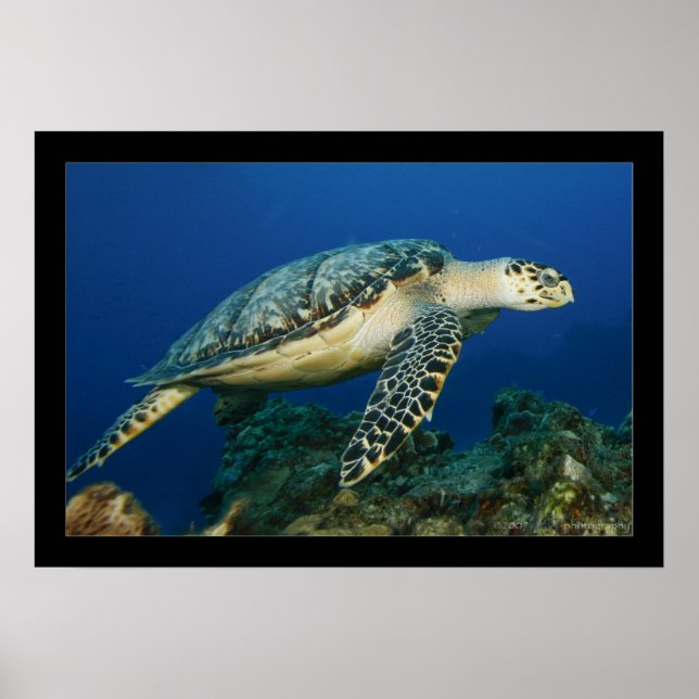 Cozumel - Hawksbill #005 Poster (Framsidan)