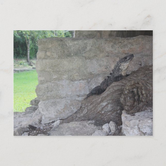 Cozumel Lizard Vykort (Framsida)