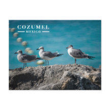 Cozumel Mexiko Måsar på Klippa