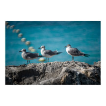 Cozumel Mexiko Måsar på Klippa