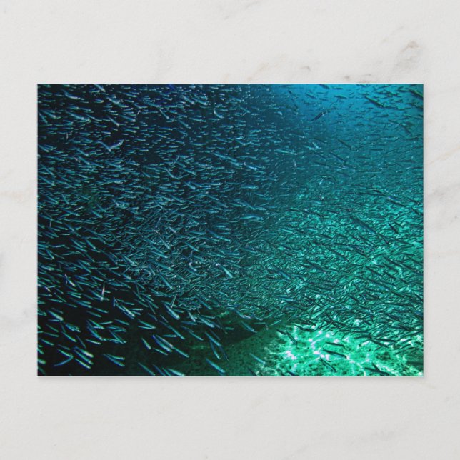 Cozumel Mexiko Vykort (Framsida)