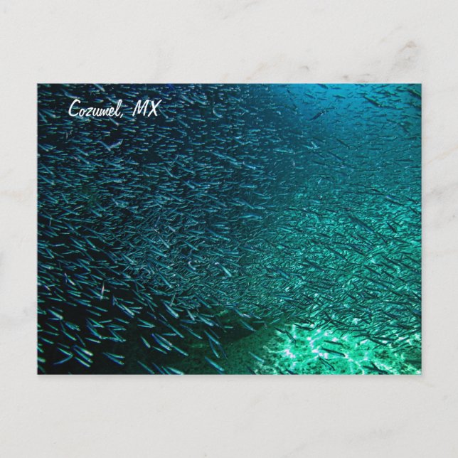 Cozumel Mexiko Vykort (Framsida)