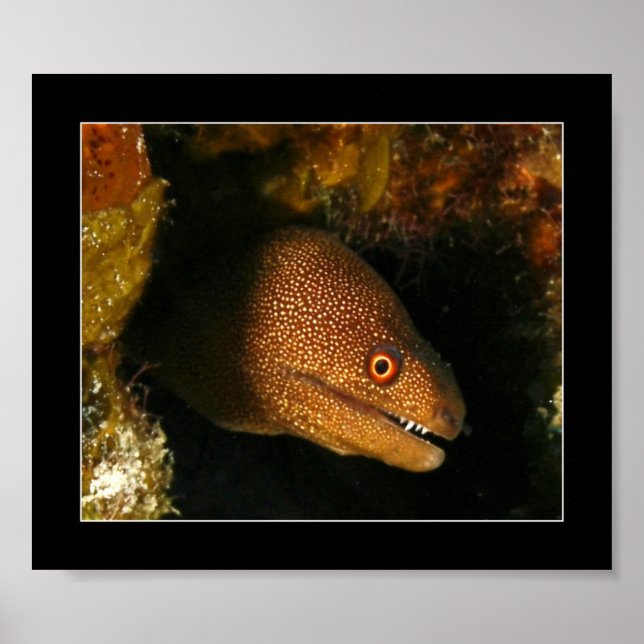 Cozumel - Moray Eel Poster (Framsidan)