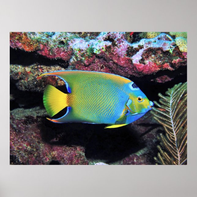 Cozumel Queen Angelfish Poster (Framsidan)