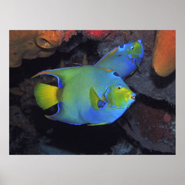 Cozumel Queen Änglar Poster (Framsidan)