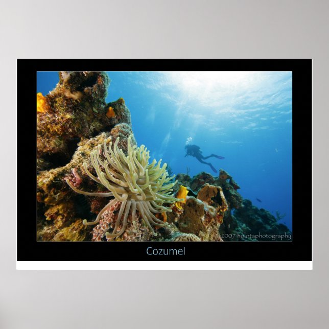 Cozumel Reef Poster (Framsidan)