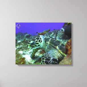 Cozumel sköldpadda #3 canvastryck