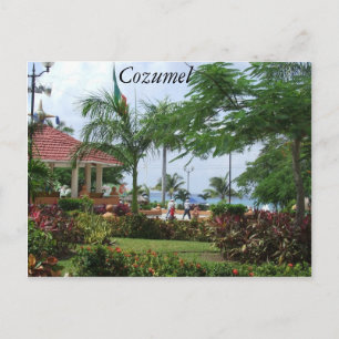 Cozumel Tropical Handflatan Träd Vykort