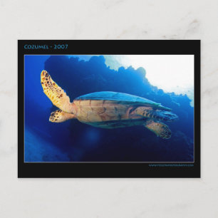 Cozumel - Turtle Vykort