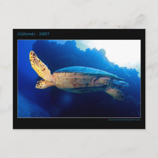 Cozumel - Turtle Vykort