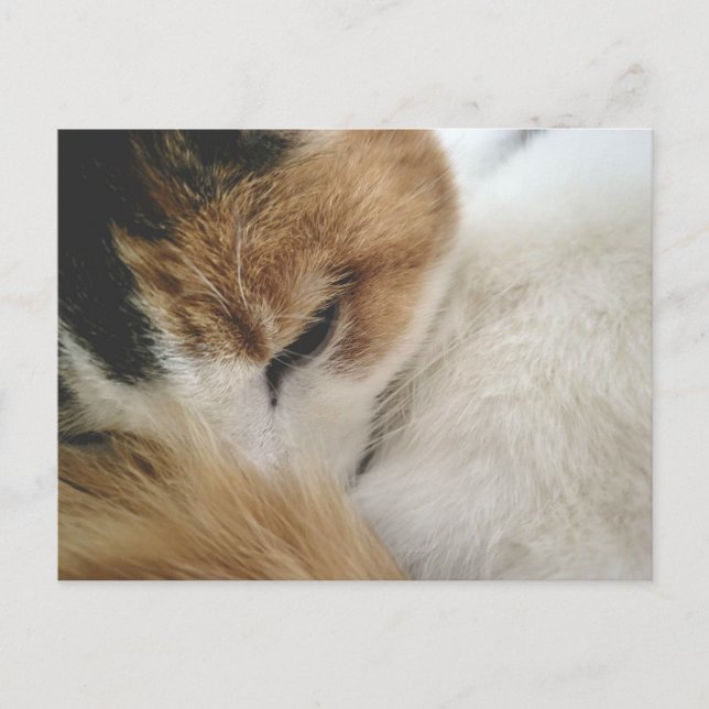 Cozy Calico Cat Postcard Helg Vykort (Framsida)