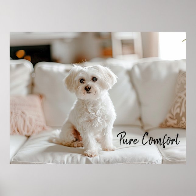 Cozy Elegance: Malese on Sofa Poster (Framsidan)