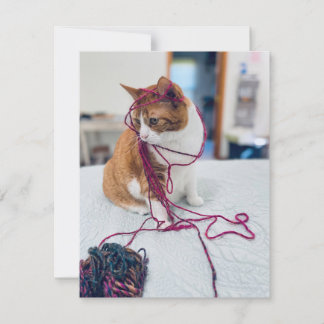 Cozy Orange Tabby Note Cards for Cat Lovers Anteckningskort