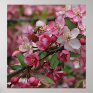 Crab Apple-Blommar Poster