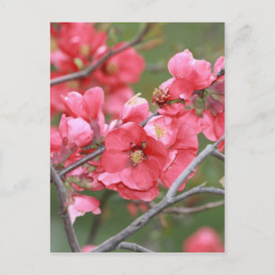 Crab Apple-Blommar Vykort