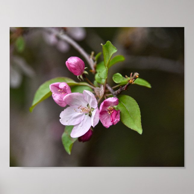 Crab Apple Flowers Poster (Framsidan)