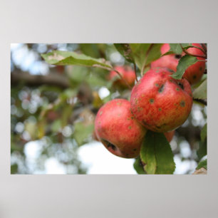 Crab Apple på Träd Poster