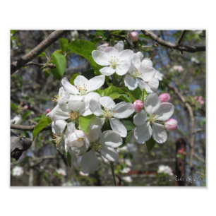 Crab Apple Träd Blommar Fototryck