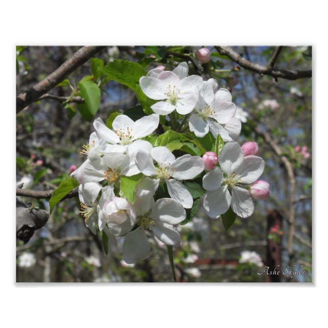 Crab Apple Träd Blommar Fototryck (Framsidan)